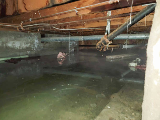 Best 24/7 water damage repair  in Forestville, MD