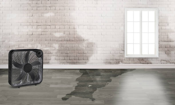 Best Residential water damage restoration  in Forestville, MD